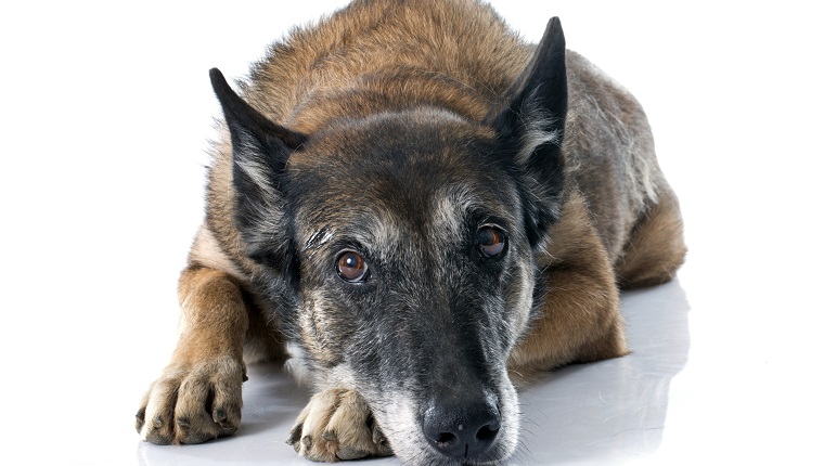 belgian shepherd dog in front of white background