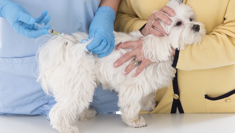 Veterinarian. (Photo by: MediaForMedical/UIG via Getty Images)