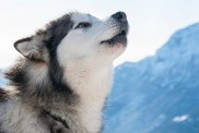 Close-up of an Alaskan Malamute