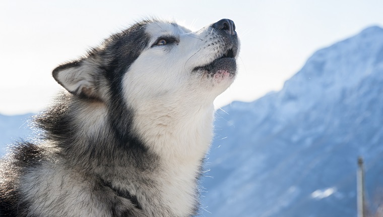 Close-up of an Alaskan Malamute