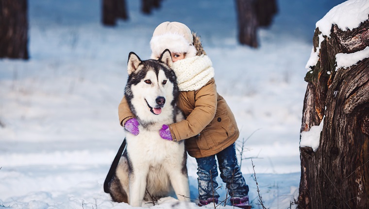 Funny little girl hugging her big Malamute dog in winter in the forest. The girl looks out with one eye because of the dog's ear. Concept of friendship of man and dog. The concept of winter holidays. Photo with background blur