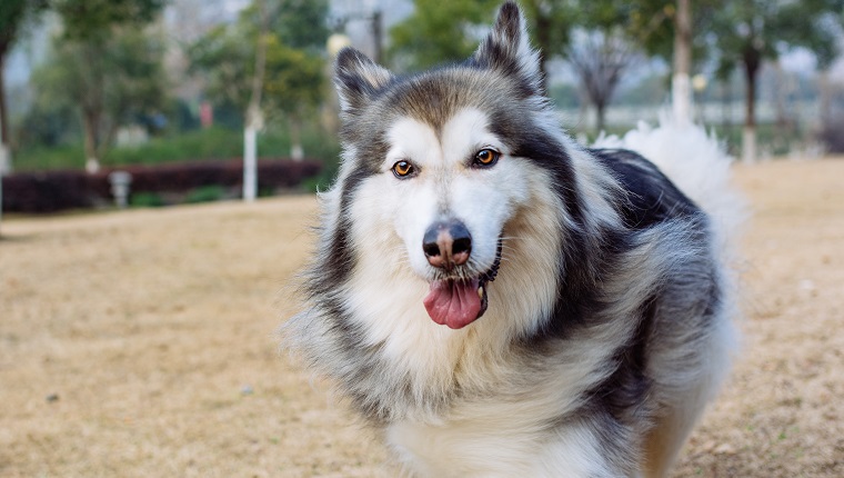 Alaskan malamute's family