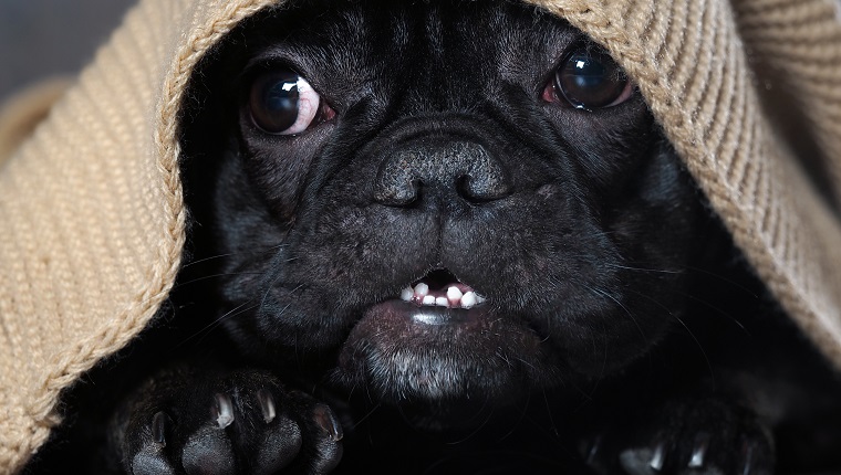 Amazing dog face with round eyes peeking out from under the rug. Dog black French bulldog