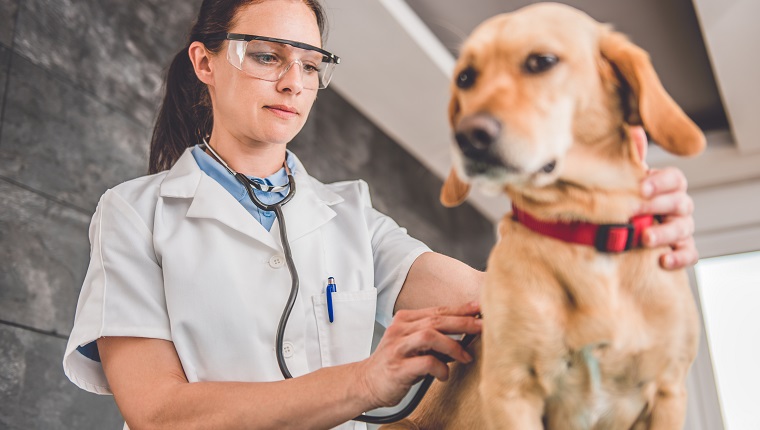 Young female veterinarian checking up the dog at the veterinarian clinic