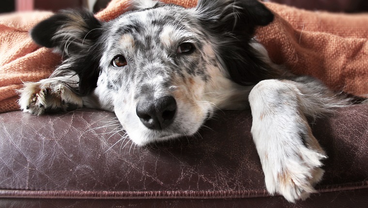 Border collie Australian shepherd dog on brown leather couch under blanket looking sad lonely bored hopeful sick curious relaxed comfortable