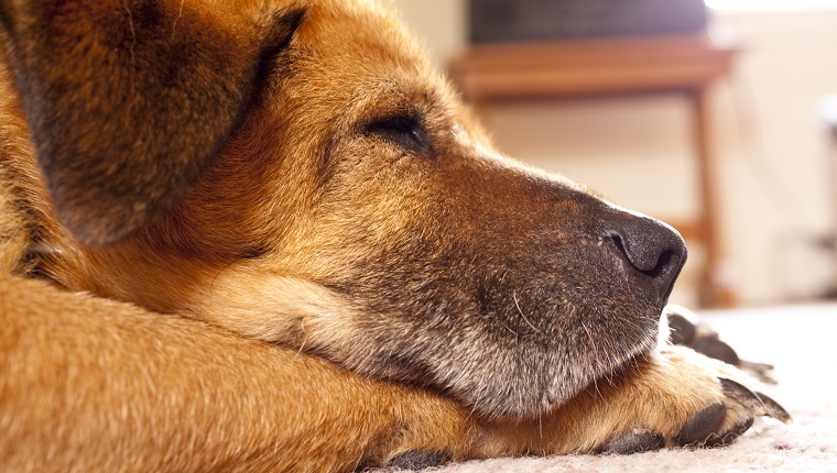 Old lab resting on the floor. He can hardly get around but he is loving and a wonderful friend. He could be part lab, I'm not sure.