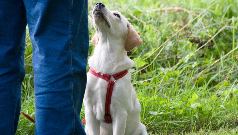 Little labrador puppy pay attention to his owner at dogschool.