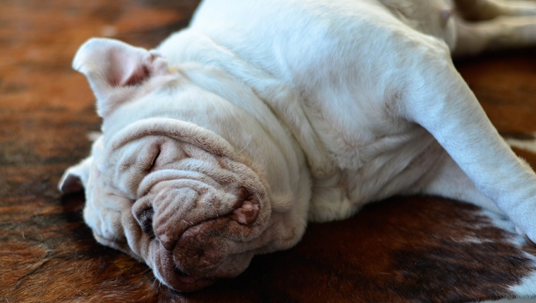 Bulldog Sleeping on the carpet