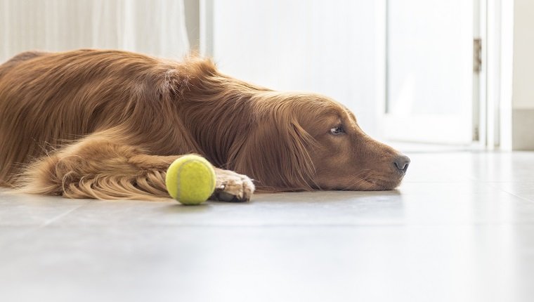 Indoor shooting golden retriever