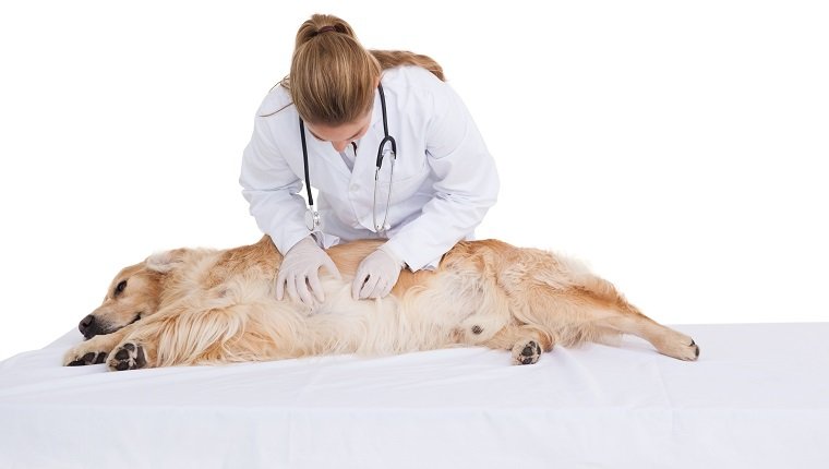 Vet checking a labradors stomach on white background