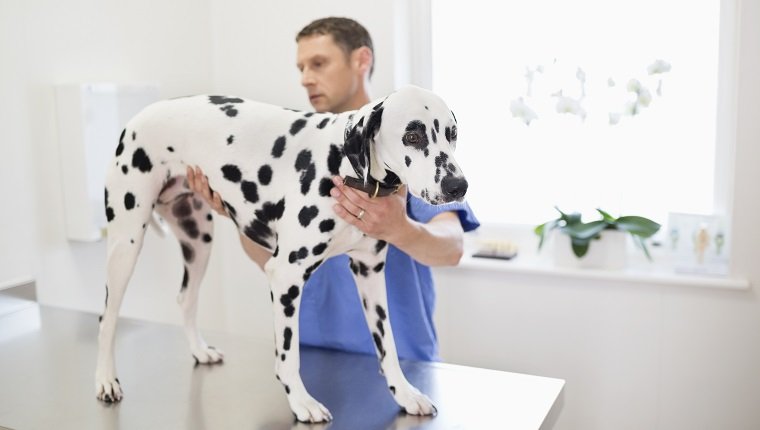 Veterinarian examining dog in vet's surgery