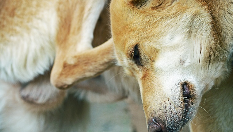 A close up photo of a dog scratching himself