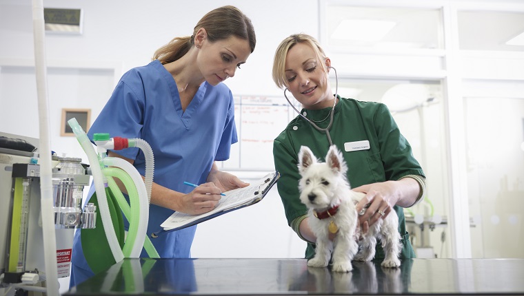 Vet and veterinary nurse wearing stethoscope examining small dog in veterinary surgery practice, vet making notes on clipboard