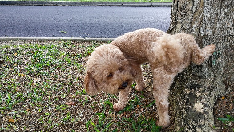 Male poodle dog pee on tree trunk to mark his territory