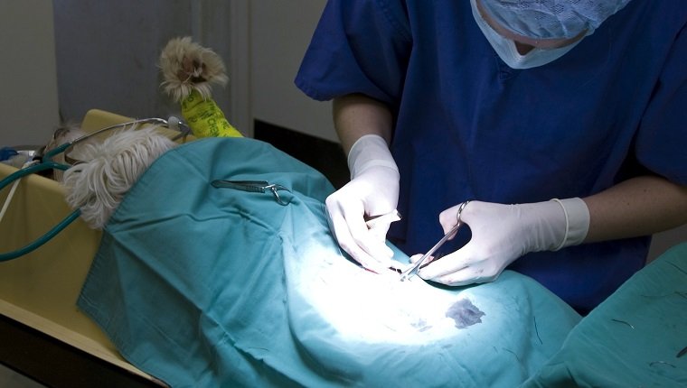 Surgeon Operating on Dog