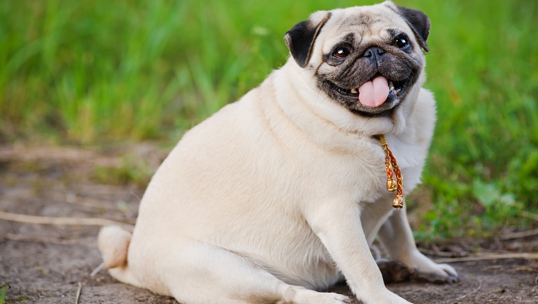 Little fat pug sitting on sidewalk in summer park