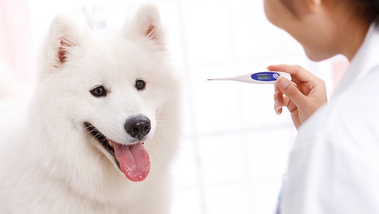 Young female veterinarian with a dog