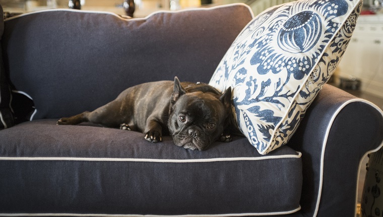 Dog laying on livingroom sofa