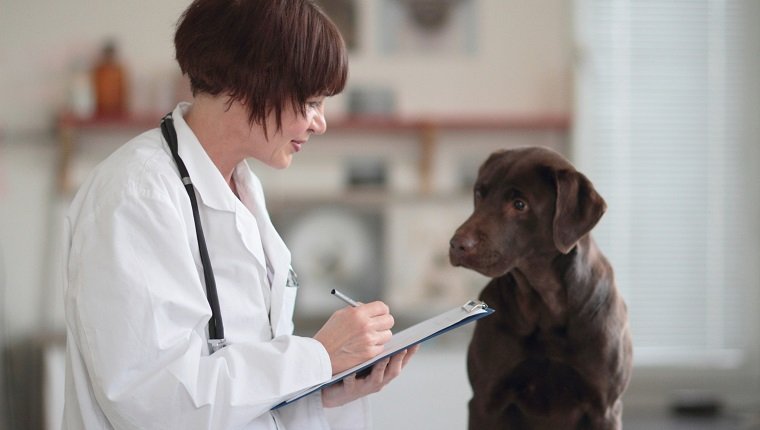 Female veterinarian making notes of examination on clipboard