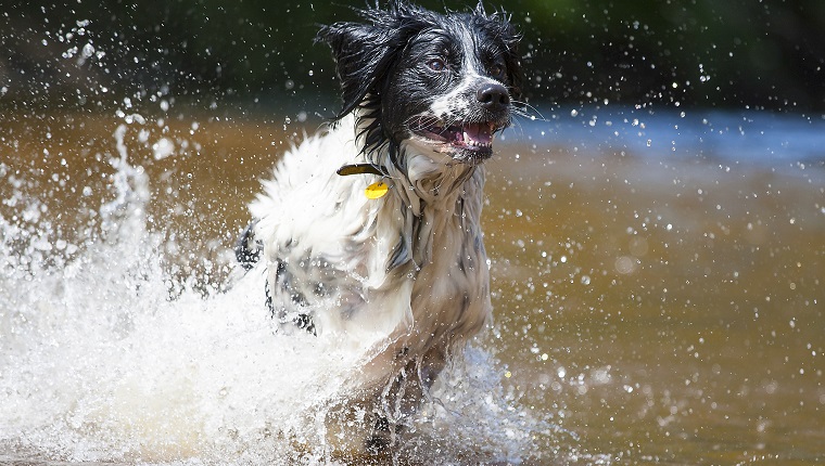 Frisian Stabyhound rose from the water!Running dog in the water.