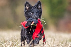 Workin mudi puppy in autumn