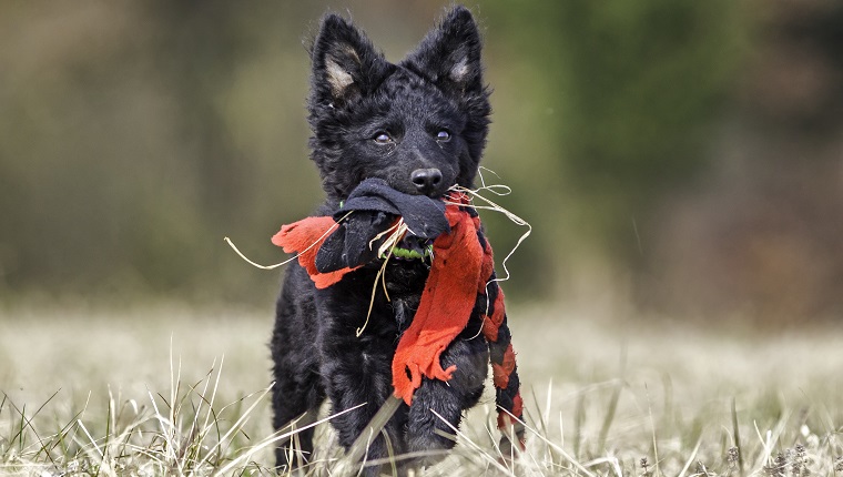 Workin mudi puppy in autumn