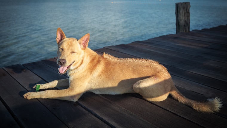 Thai Ridgeback Dog on wooden floor