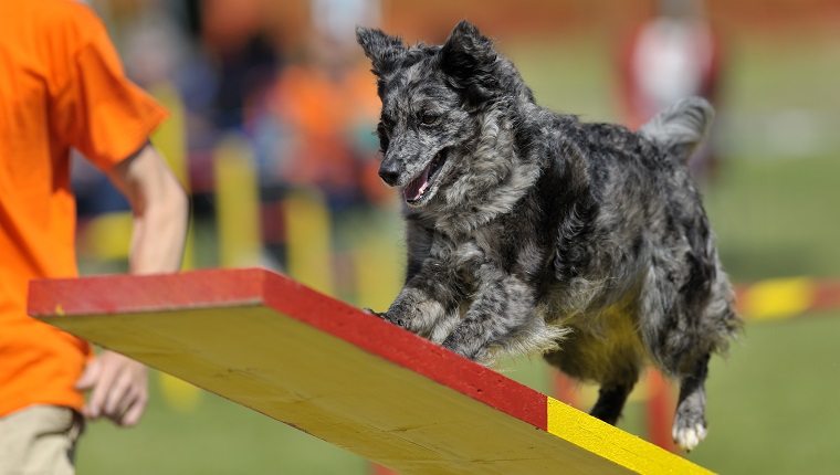 Mudi dog on agility course, see-saw or teeter obstacle