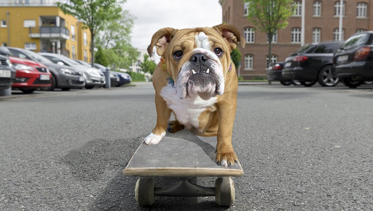 English bulldog sitting on skateboard in street.