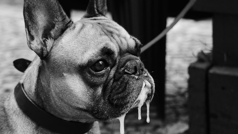 High Angle View Of English Bulldog With Saliva