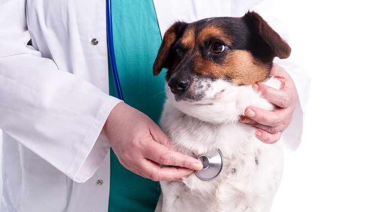 Vet with dog, sick dog visits the animal Doctor who does the examination, isolated on white