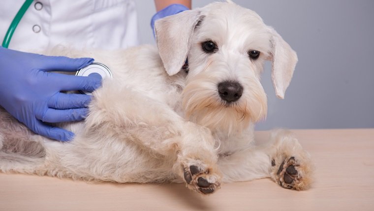 Giving the dog a thorough check-up. Closeup of a female vet checking a very cute terrier dog with stethoscope while standing against grey background