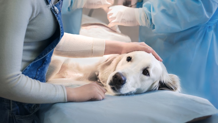 Ill golden retriever on operating table in veterinarian's clinic