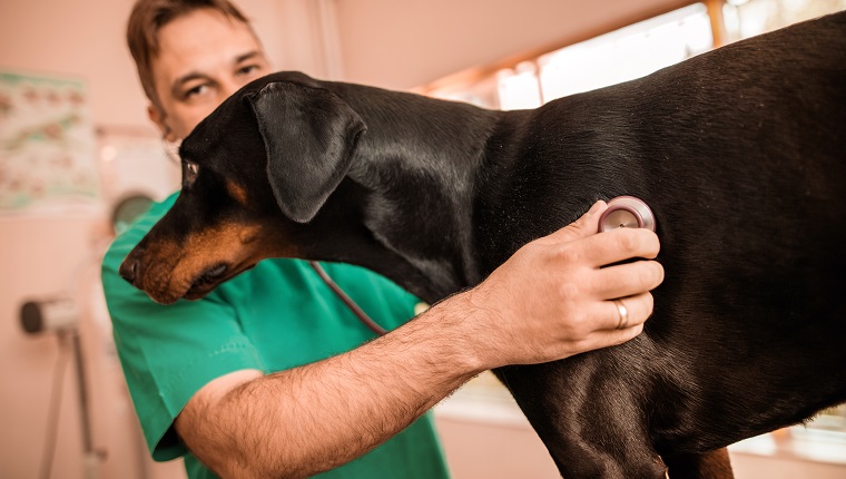 Mid adult vet having a medical exam with a dog at vet's office.