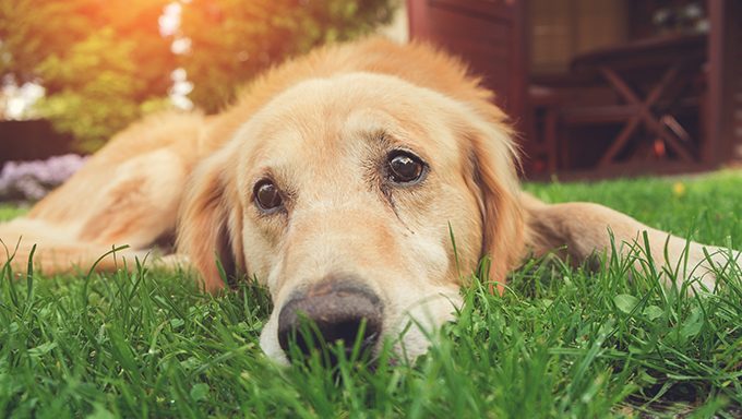 sad golden retriever