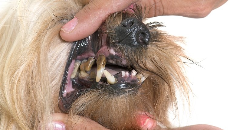 tartar teeth of old dog in studio