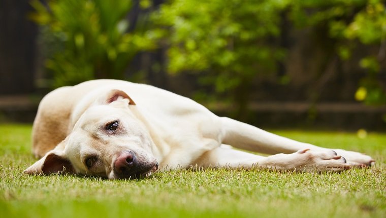 Labrador retriever is lying on the grass