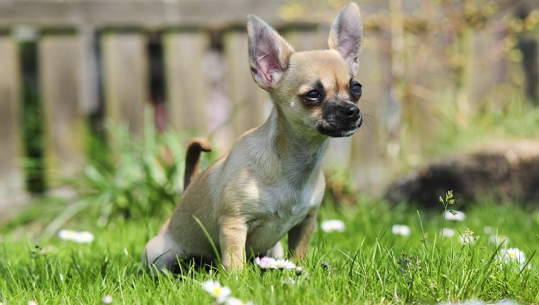 Chihuahua puppy does Pipi in the grass.