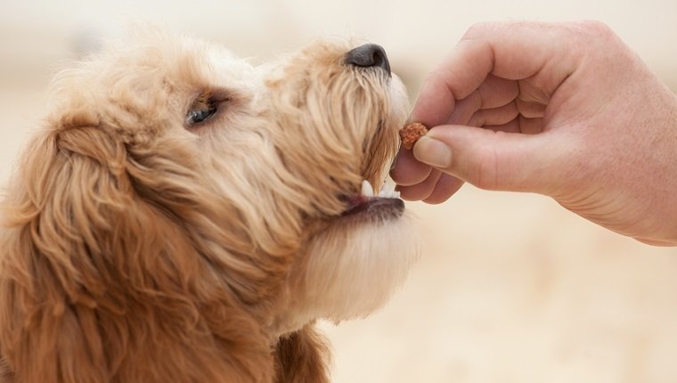 Feeding Cocker Spaniel-Poodle cross puppy with dog treat, close-up