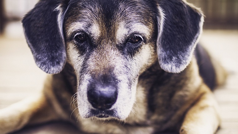 Adorable Elderly Dog Laying on Deck Looking Alert