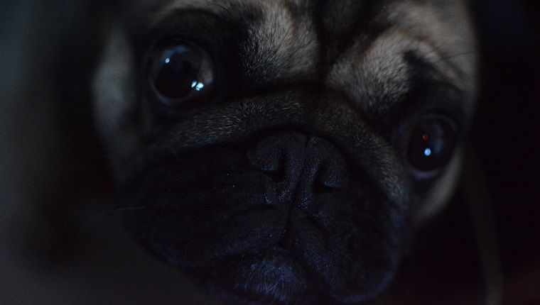 Close-Up Portrait Of Dog