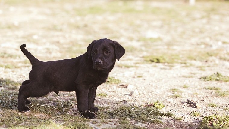 puppy pipi on the grass