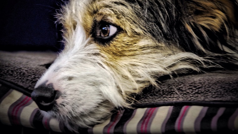 Dog lying on the bed