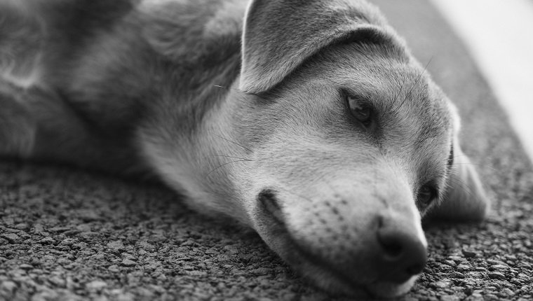 alone, animal, background, black, canine, city, cute, dark, dirty, dog, doggy, eye, face, freedom, fur, garden, hair, head, home, homelessness, hoping, isolated, little, loneliness, lonely looking, mammal, nature, nose, outdoor, outdoors, outside, park, pet, pets, portrait, puppy, sad, sadness, security, waiting, white, thailand, closeup