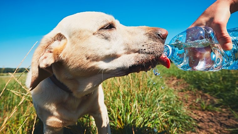 Hot day with dog. Thirsty yellow labrador retriever drinking water from the plastic bottle his owner.