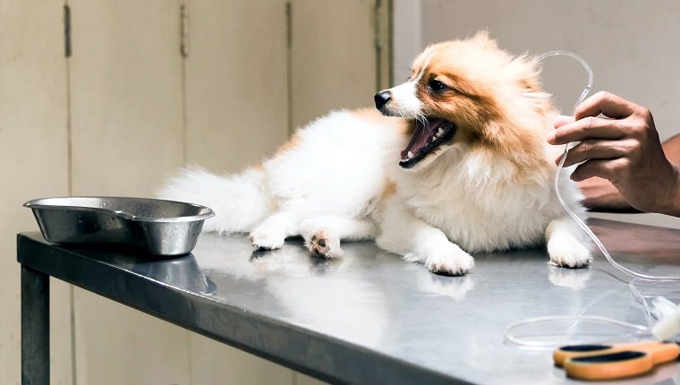 veterinarian sterilization on dog by saline solution for the treatment of sick dog; veterinarian sterilization operation on dog, veterinary clinic.