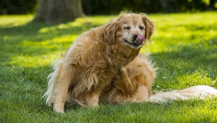 A eight year old Shabby Senior Golden Retriever scratching for fleas. "Dutchess"