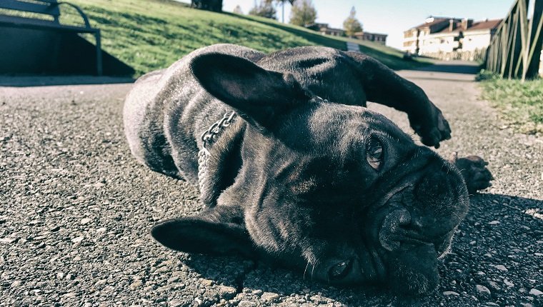 Dog lying resting