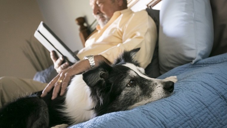 Older man laying on bed with dog reading digital tablet