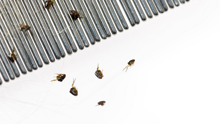 Dog Fleas on a Flea Comb after combing them off of a dog, against a white background